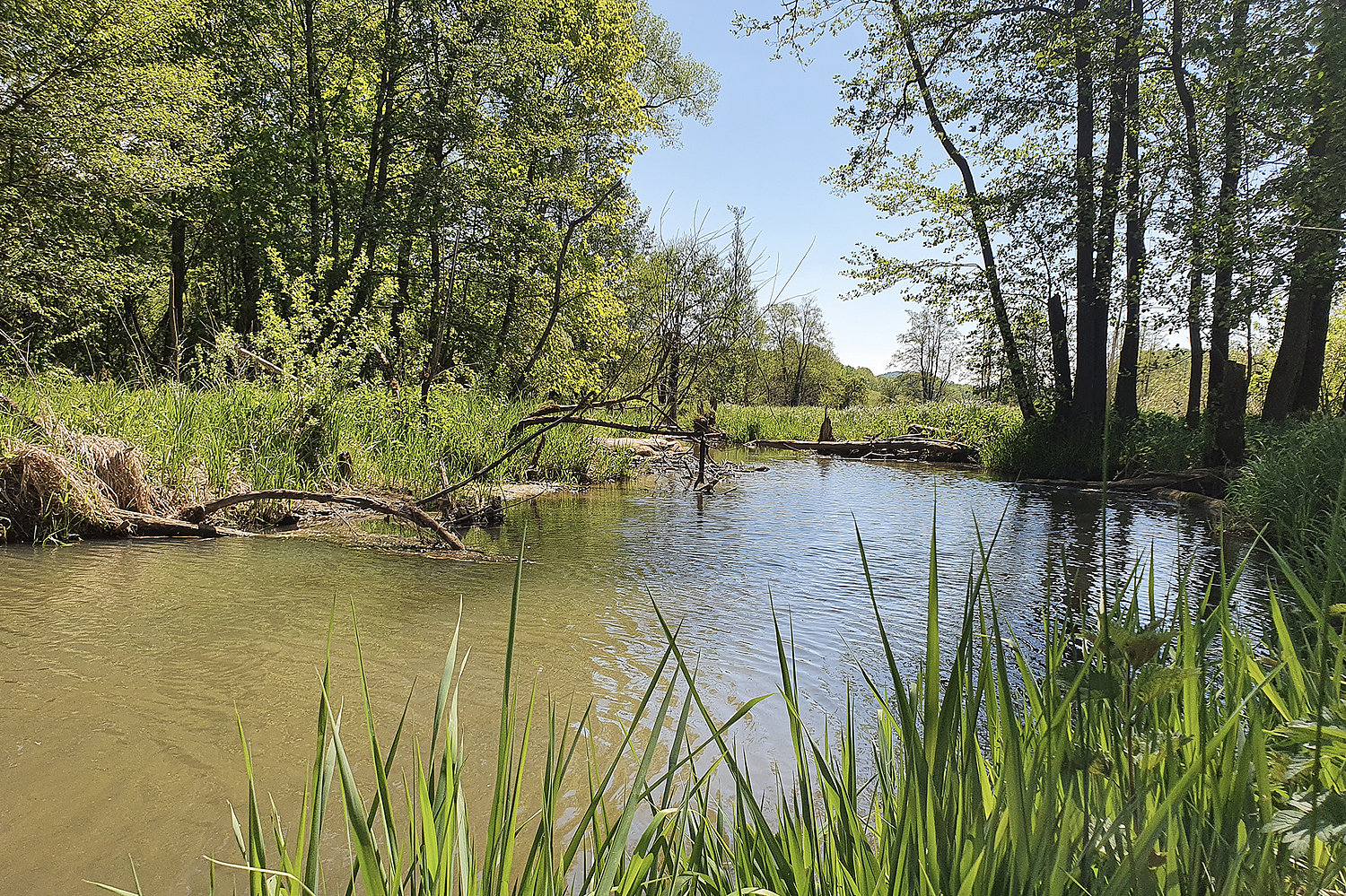 Deusmauer Moor, Foto: Regionalpark