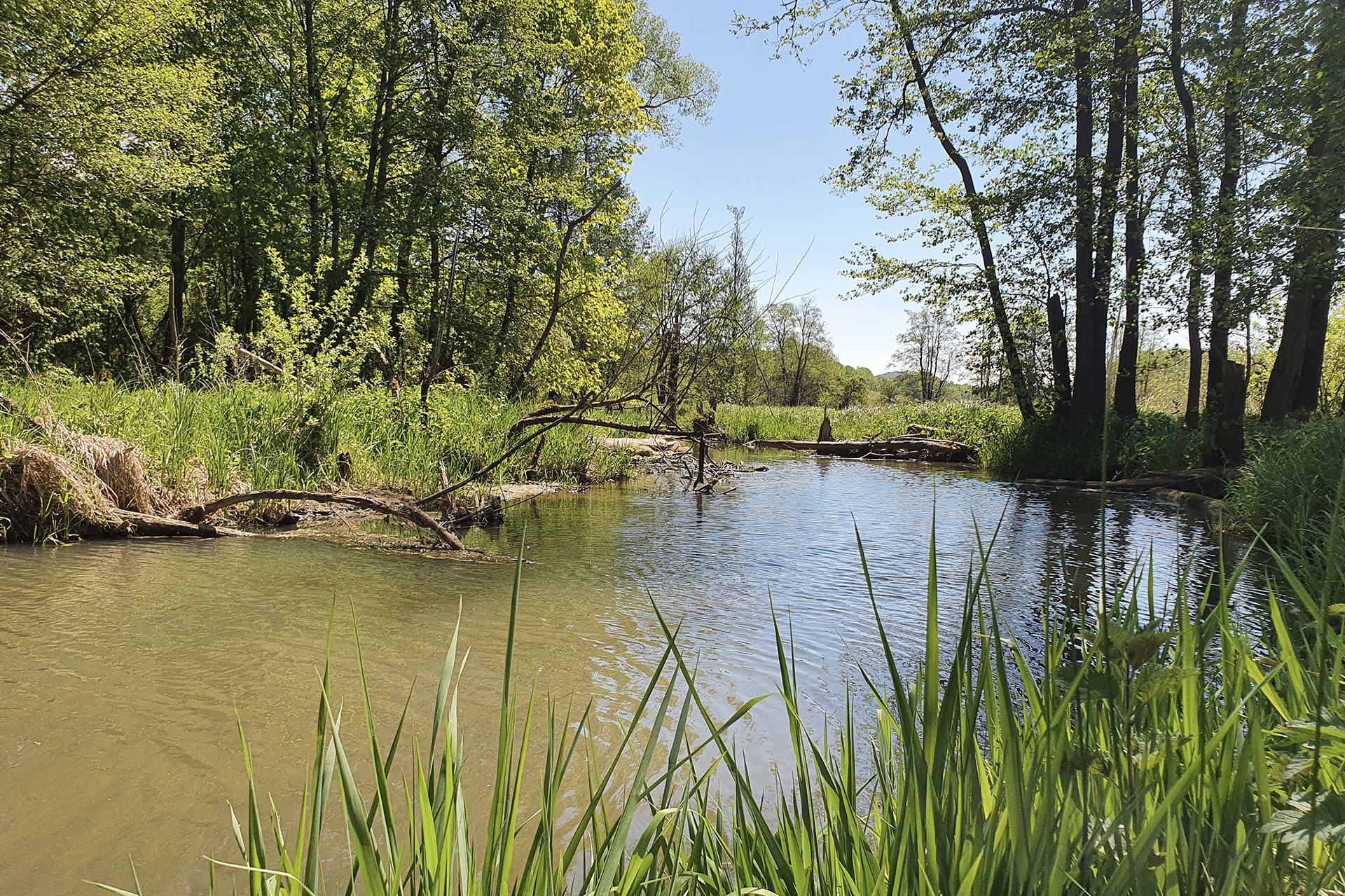 Deusmauer Moor, Foto: Regionalpark