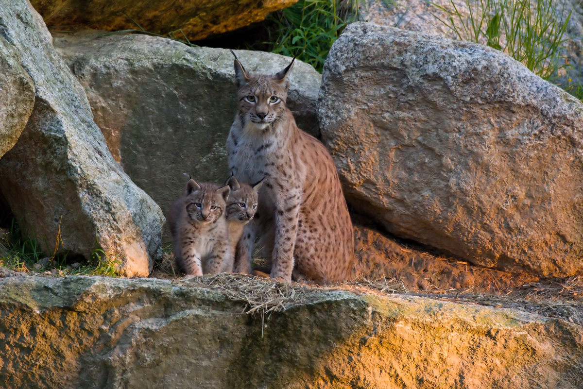 Wildpark Waldhaus, Foto: Tourismus & Marketing GmbH Ochsenkopf - Wildpark Mehlmeisel