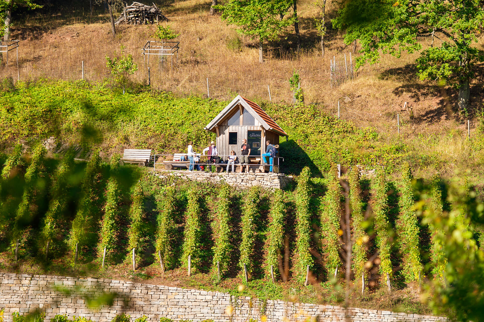 Geschichtsweinberg, Foto: Iphofen Michael Koch