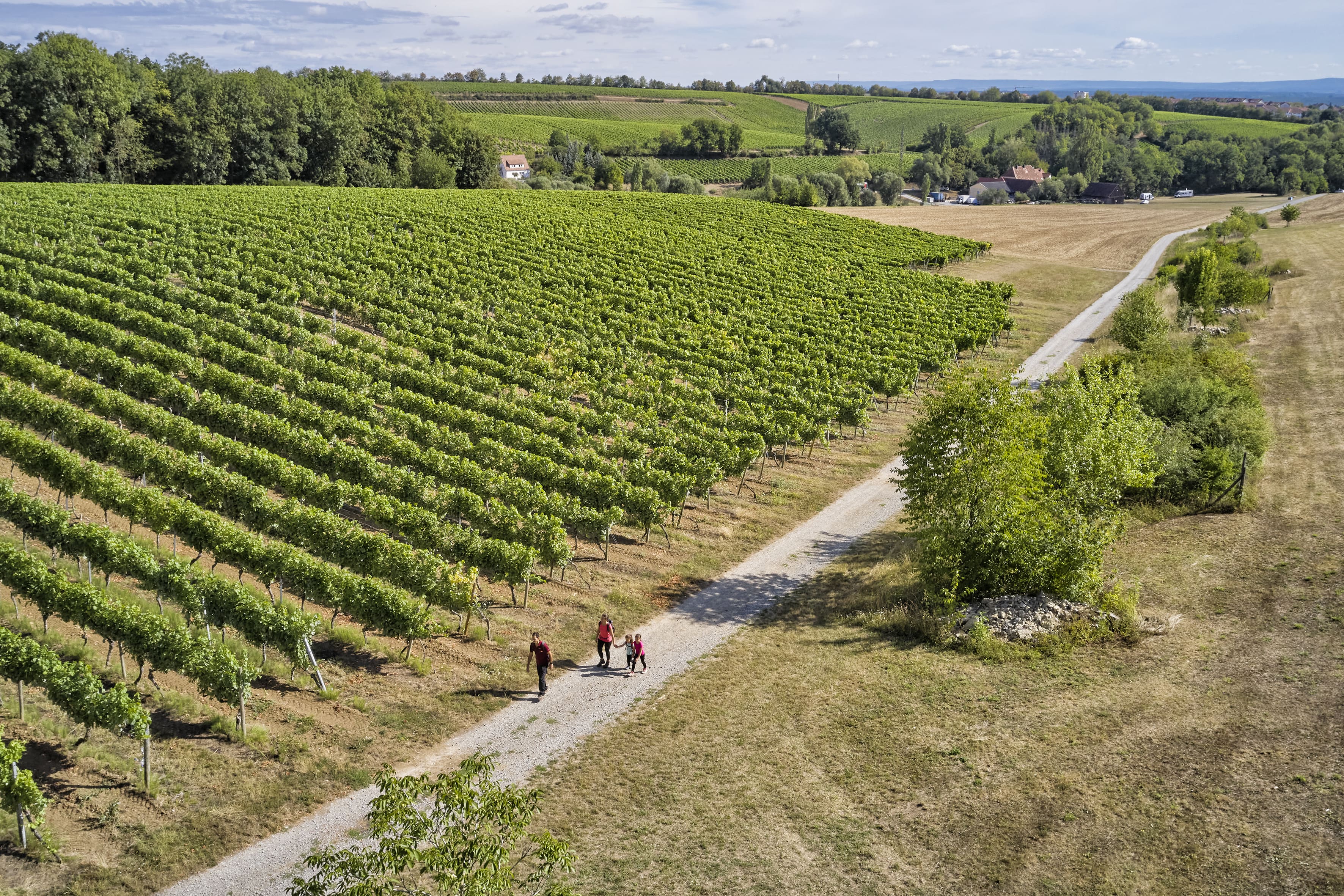 Reben, Foto: Florian Trykowski