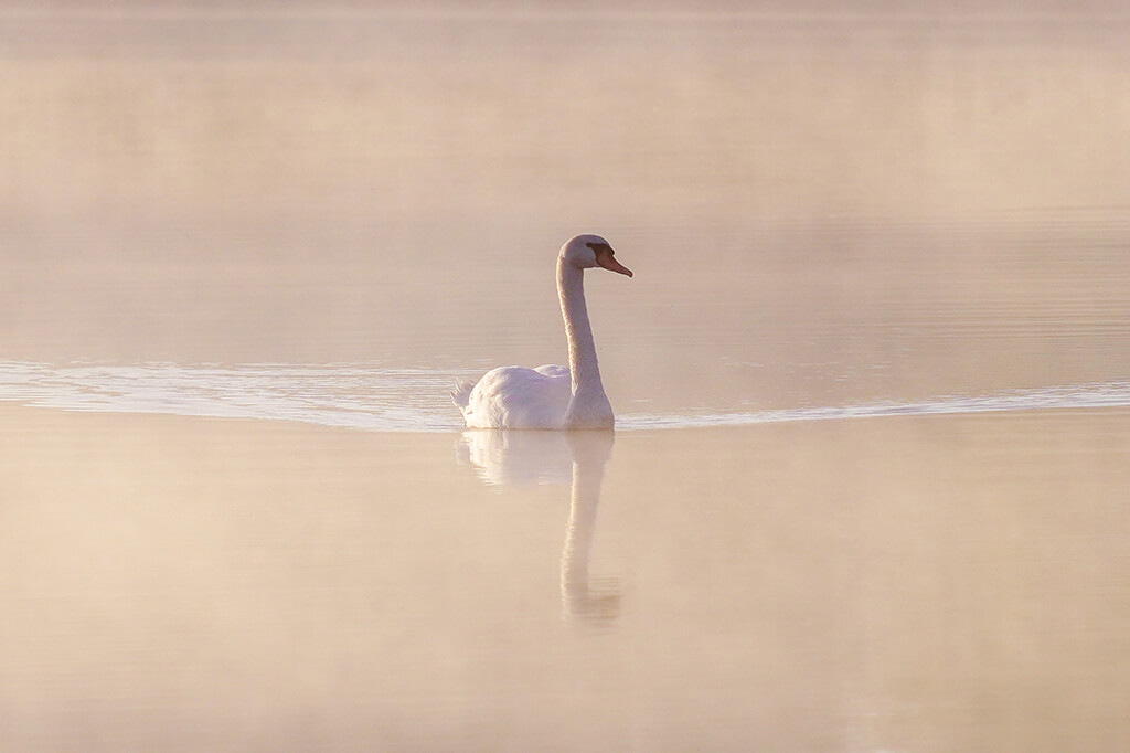 Schwan in der Muckenthaler Teichpfanne, Foto: Tourismuszentrum Oberpfälzer Wald, Matthias Kunz Schwan in der Muckenthaler Teichpfanne, Foto: Tourismuszentrum Oberpfälzer Wald, Matthias Kunz