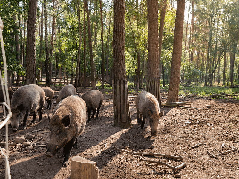 Wildschweingehege Fuehrter Stadtwald, Foto: Michael Kujath