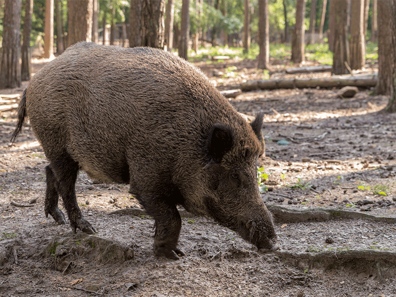 Wildschweingehege Fuehrter Stadtwald, Foto: Michael Kujath