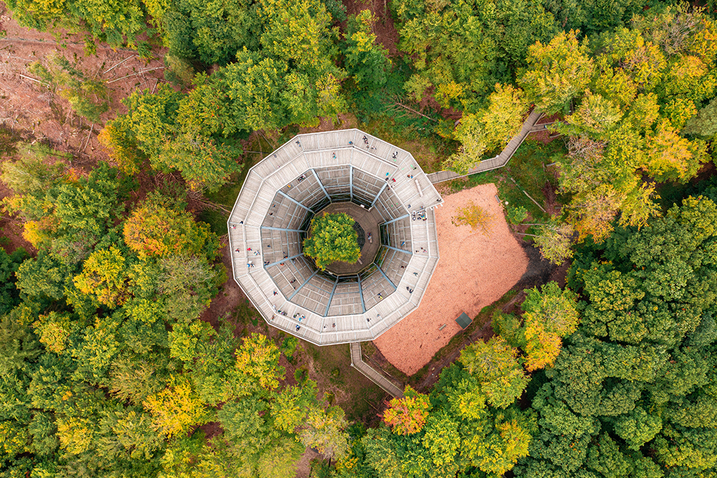 Baumwipfelpfad, Foto: Bayerische Staatsforsten AöR, Martin Hertl