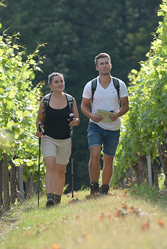 Wandern Weinberg, Foto: Sergej Chernoisikov