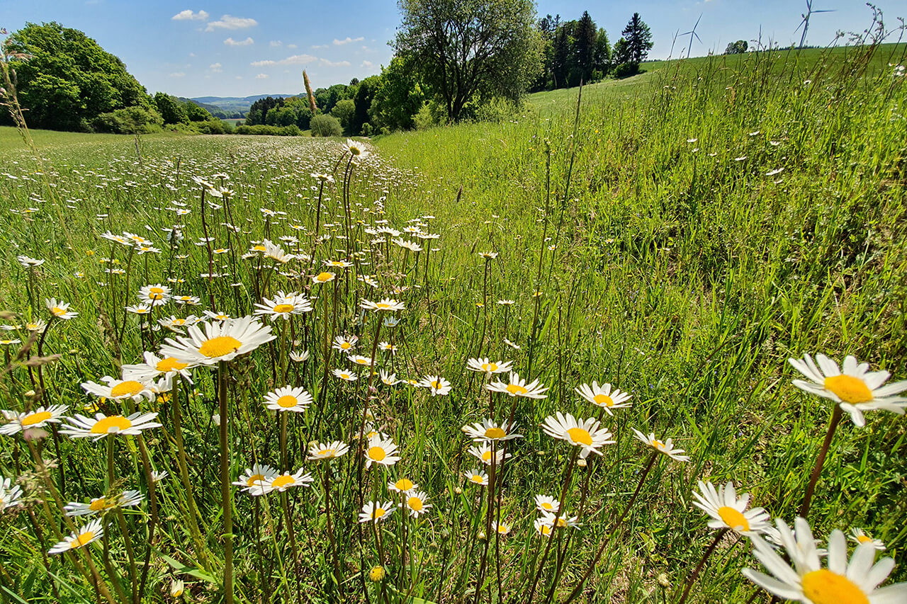 Radweg bei Pelchenhofen, Foto: Katja Schumann