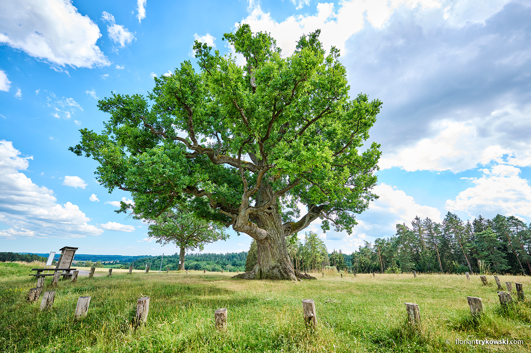 Kreuzeiche, Foto: Romantisches Franken - Florian Trykowski