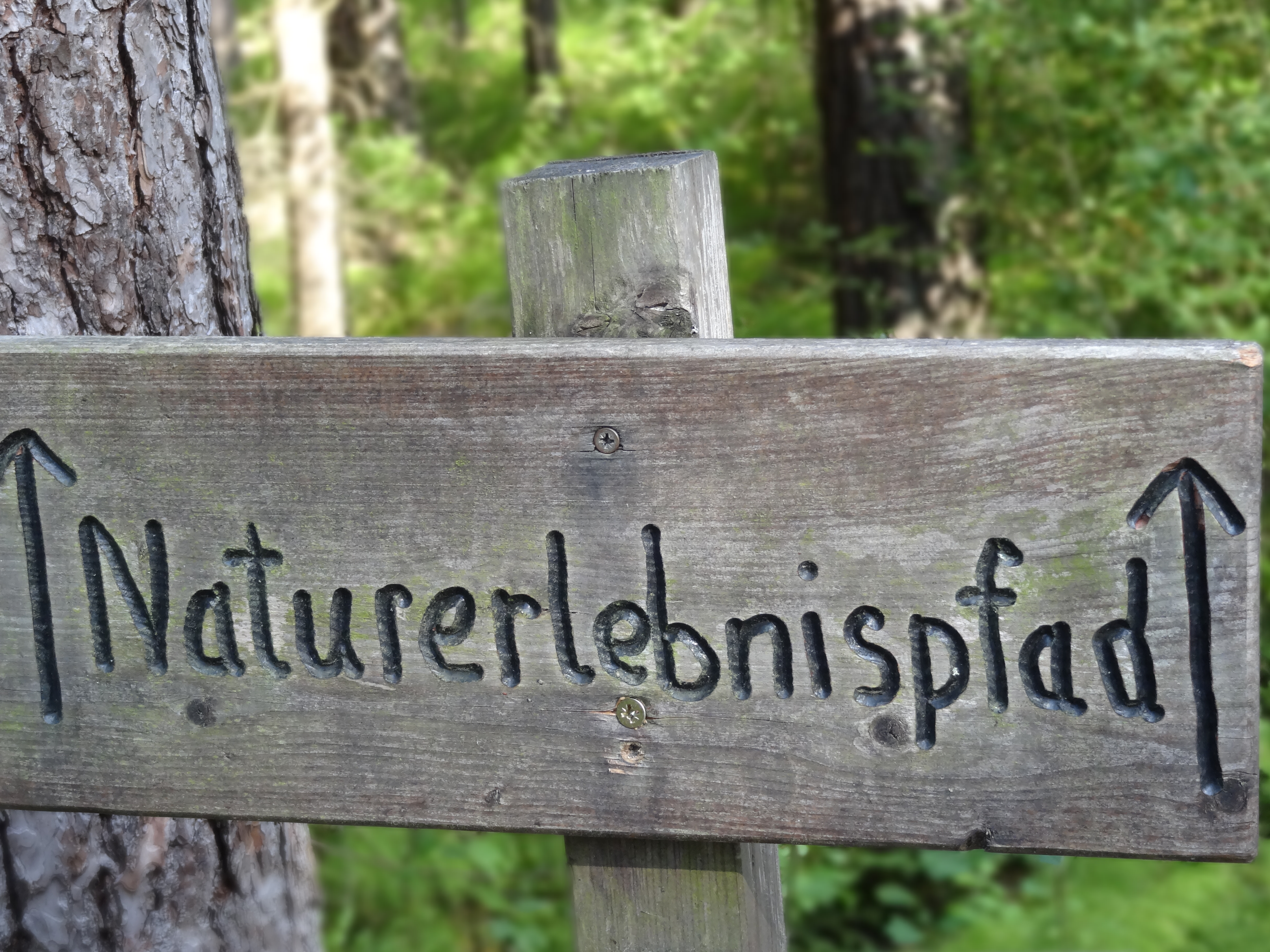 Naturerlebnispfad Schönberger Forst; Foto: Nürnberger Land Tourismus - Sandra Marzec