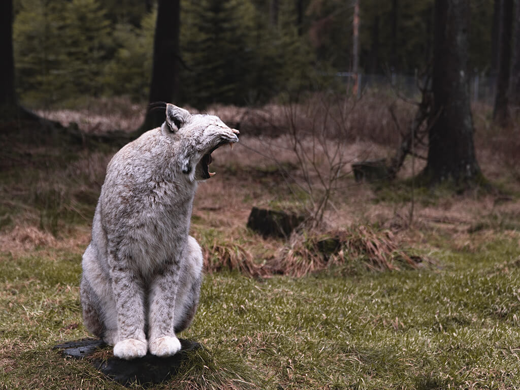 Der Heimatlotse - Aktivität in Mehlmeisel: der Wildpark Waldhaus