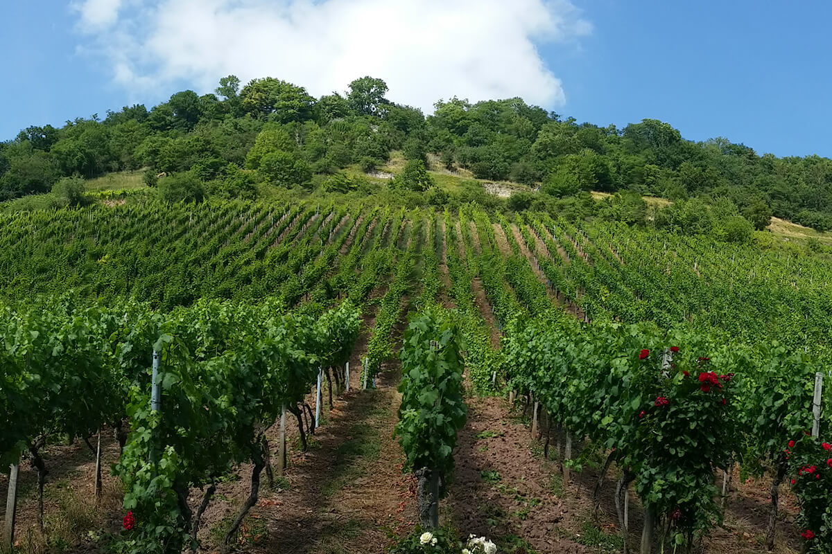 Zeiler Eulengrund, Foto: Weinhaus Nüßlein Zeiler Eulengrund, Foto: Weinhaus Nüßlein